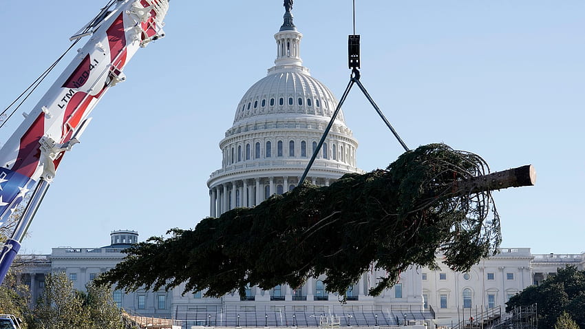 U.S. Capitol 2020 Christmas tree arrives in Washington, D.C, Washington DC Christmas HD wallpaper
