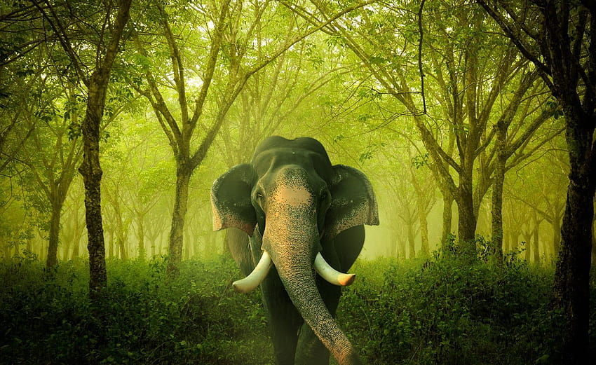 Elefante nero nella foresta verde, Kerala Elefante Sfondo HD