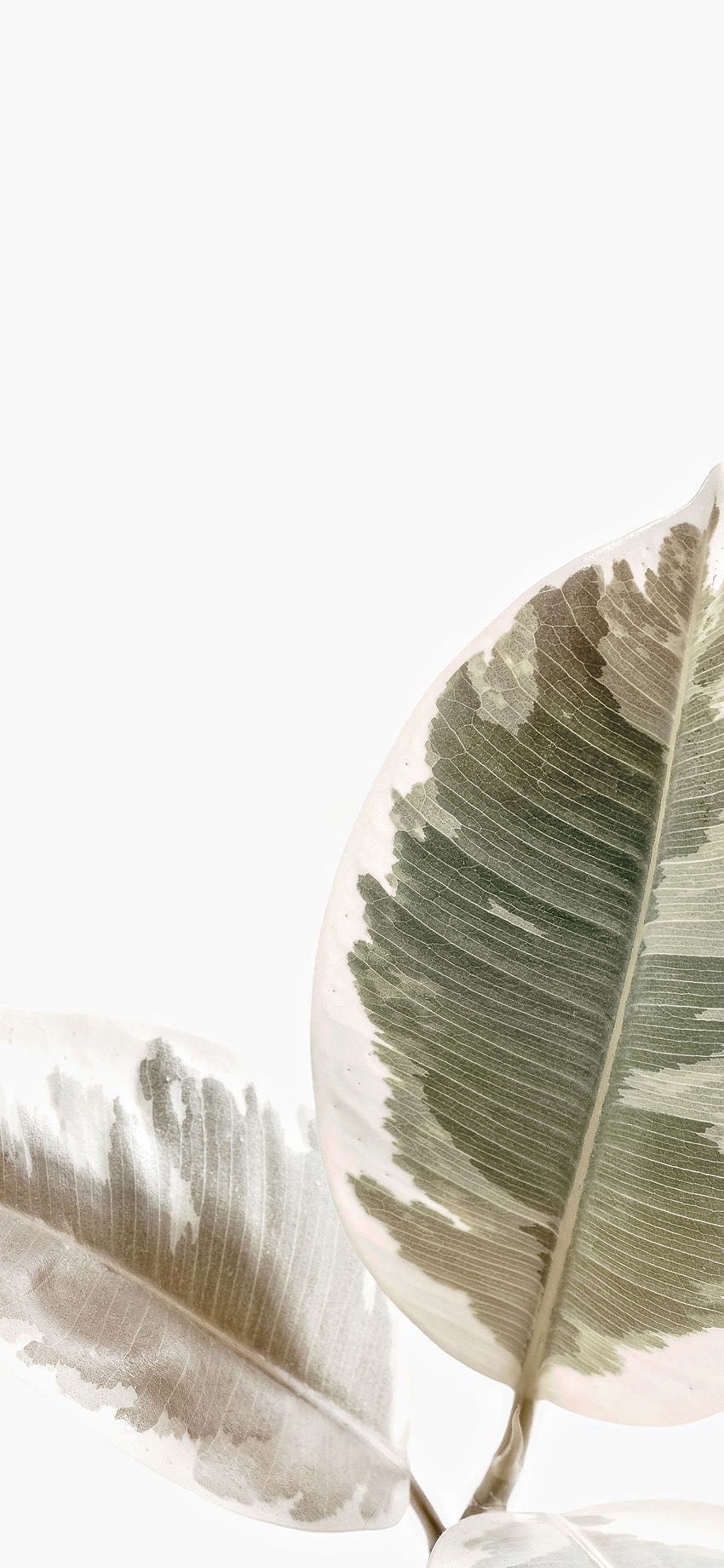 iPhone X . white minimal simple leaf nature, Beige iPhone HD phone wallpaper
