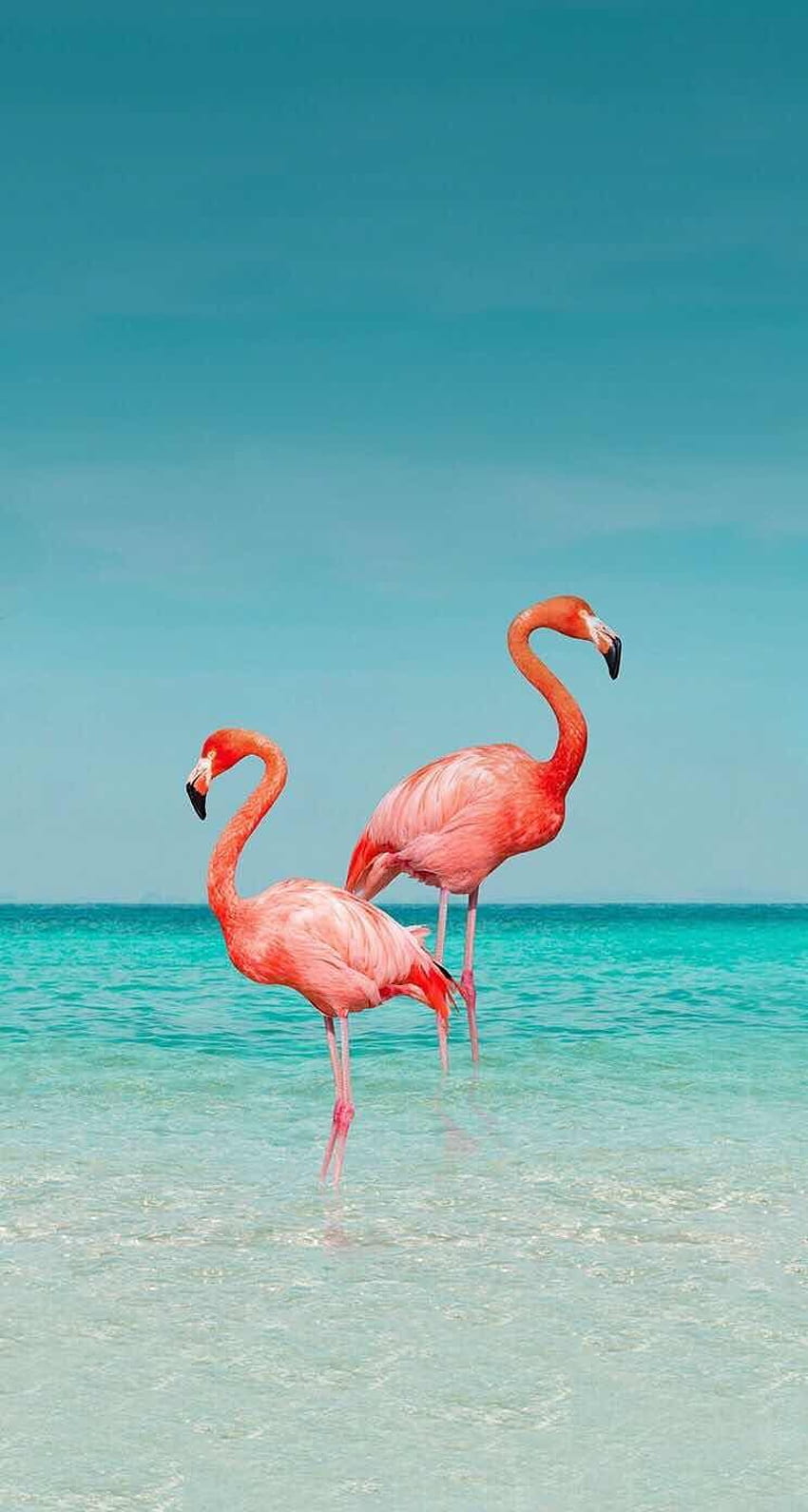 iPhone y Android : Flamingo para iPhone y Android, Tropical Flamingo fondo de pantalla del teléfono