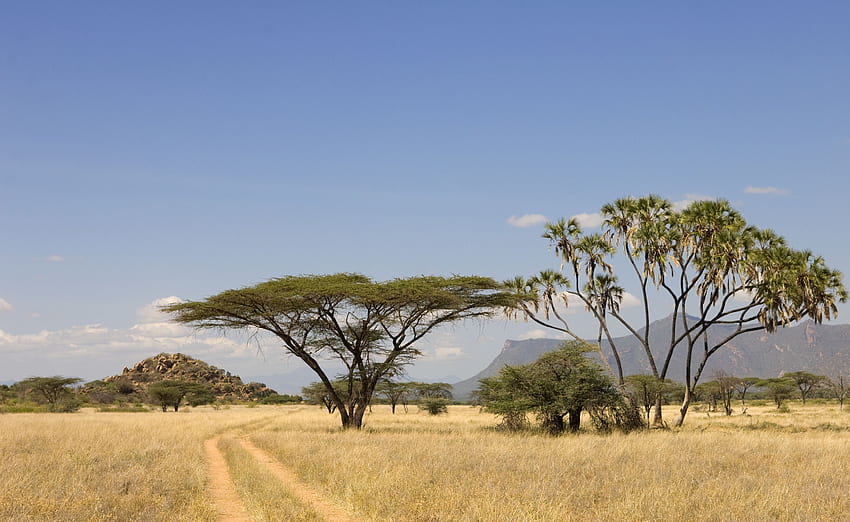 Afrikanischer Safari-Hintergrund. afrikanisch HD-Hintergrundbild