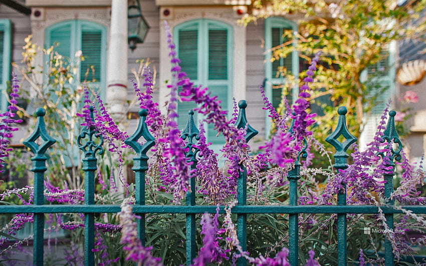 Flores y una valla de hierro frente a una casa en Nueva Orleans, Luisiana - Bing, Spring Louisiana fondo de pantalla