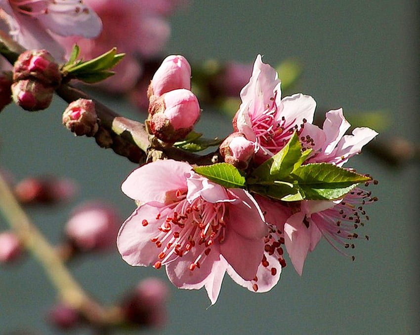 Apple blossom, warna, graphy, musim semi, kecantikan, pink, halus, bunga, apel, alam, mekar Wallpaper HD