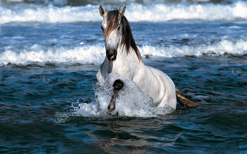 水を実行している白い牝馬, 動物, 白, 水, マーレ 高画質の壁紙