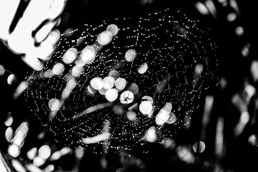 Web, Drops, Macro, Glare, Bw, Chb, Spider HD wallpaper