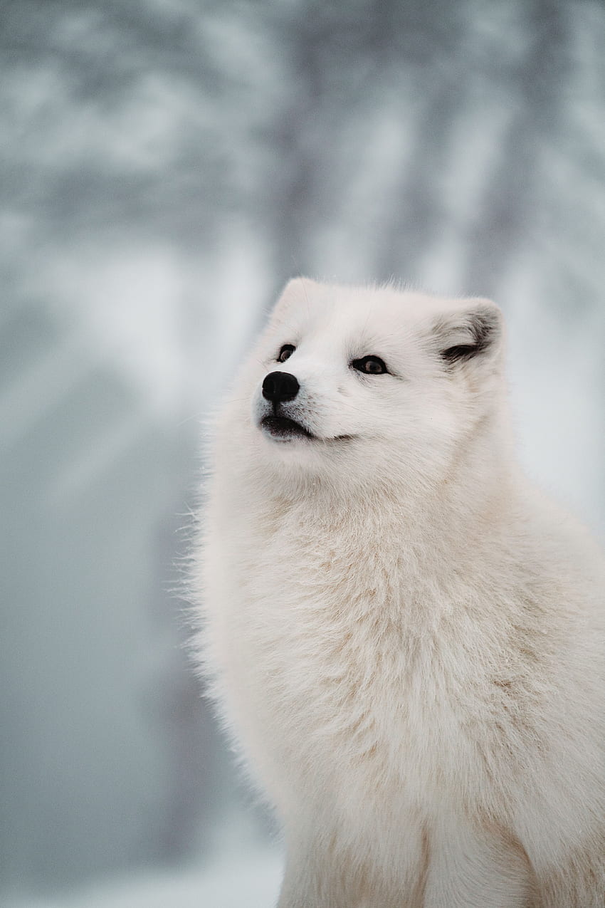 Animals, Fox, Muzzle, Arctic Fox HD phone wallpaper