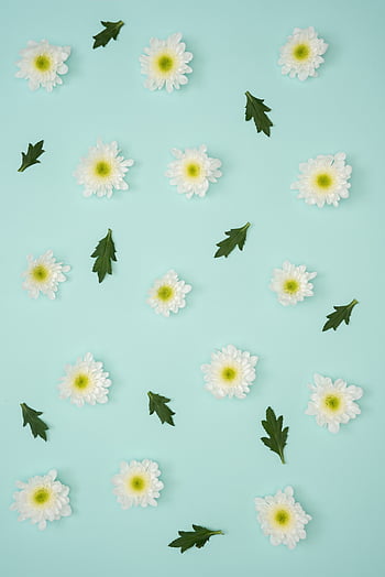 Flowers, Grass, Camomile, Flower, Chamomile HD wallpaper | Pxfuel