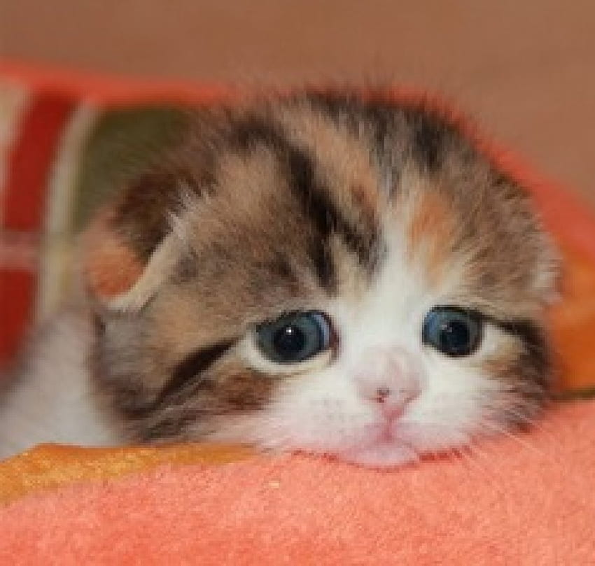 귀여운 작은 키티, 고양이, 귀여운, 키티, 동물 HD 월페이퍼