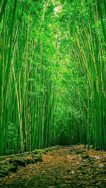 Bamboo Tree Wallpapers - Wallpaper Cave