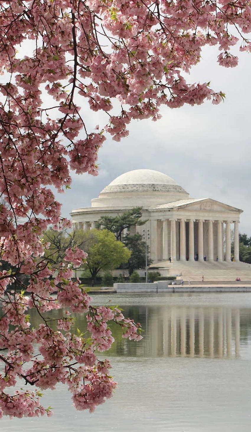 Fakty o festiwalu Cherry Blossom w Waszyngtonie. wiśnia Tapeta na telefon HD