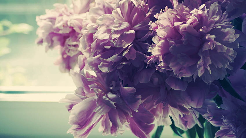 Blumen, Pfingstrosen, Blumenstrauß HD-Hintergrundbild