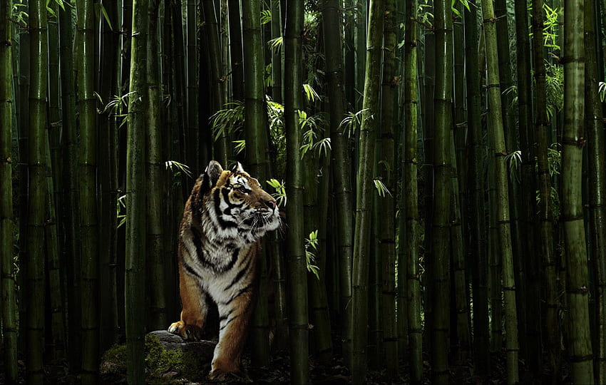 Tiger, pisica, animal, bamboo, cat, wild, forest HD wallpaper