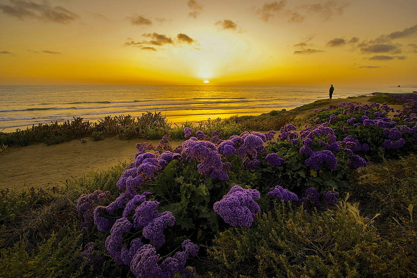naturaleza, flores, puesta de sol, orilla, banco, california, océano pacífico fondo de pantalla