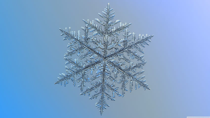 Beautiful Snowflake Magnified Ultra Background for U TV : & UltraWide & Laptop : Tablet : Smartphone, Cute Snowflake HD wallpaper