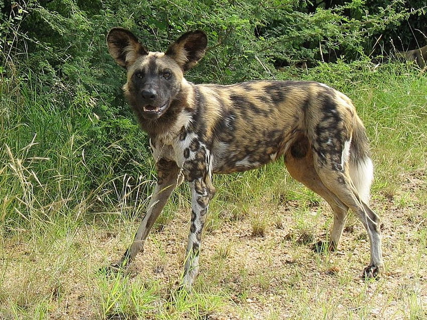 WILD DOG FROM AFRICA, 아프리카, 개, 야생 동물, 송곳니, 야생 HD 월페이퍼