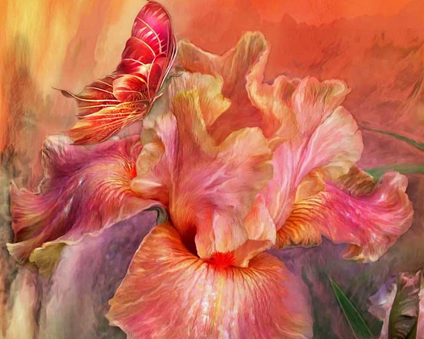 Iris and butterfly, summer, iris, pink, butterfly, carol cavalaris, flower, orange, vara HD wallpaper