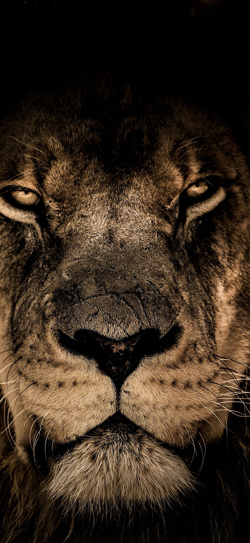 African lion, beast, predator, muzzle, iphone x , background, 632 ...