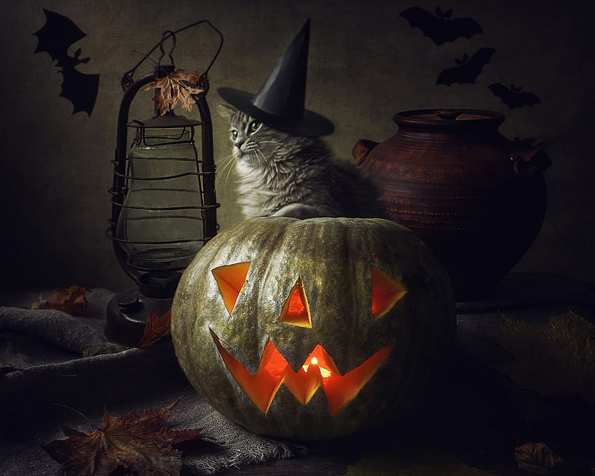 Wesołego Halloween!, zwierzę, daykiney, kot, pomarańcza, czarownica, pisica, halloween, dynia, jesień, kapelusz Tapeta HD