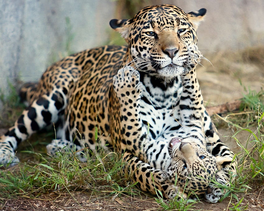 Tiere, Katzen, Jaguar, Raubtiere, Kitty, Kätzchen, Mutterschaft, Baby Jaguar, Jaguar Cub HD-Hintergrundbild