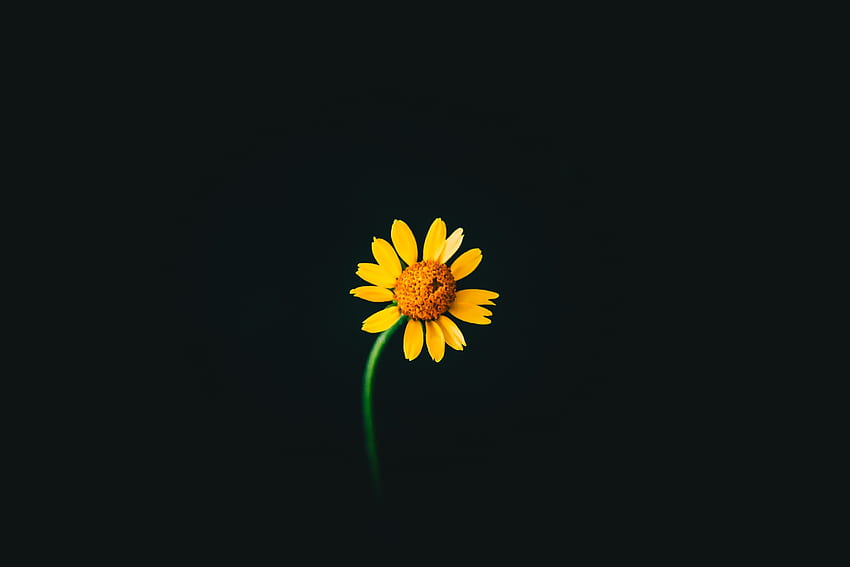 노란 꽃, 초상화, 어둠 HD 월페이퍼