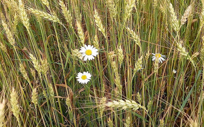 Daisies in Cornfield, nature, grain ears, cornfield, daisies, Latvia HD wallpaper