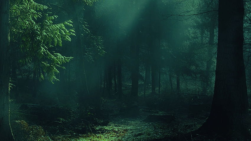 bosque, niebla, árboles, sombras, luz completa, tv, f, , jungla fondo de pantalla