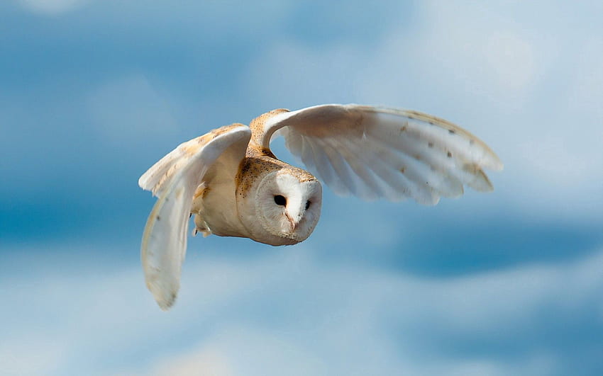 Animals, Nature, Sky, Owl, Bird, Flight HD wallpaper