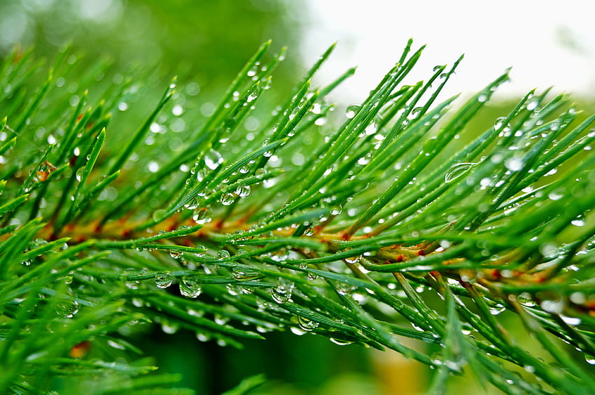 Pine branch needles drops rain green . HD wallpaper