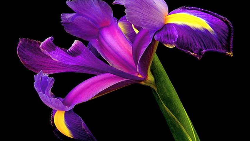 Iris dengan latar belakang hitam dan, Bunga Iris Wallpaper HD