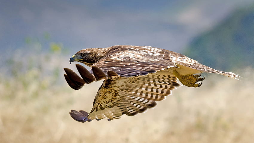 Tiere, Vogel, Flug, Welle, Hawk, Sweep HD-Hintergrundbild