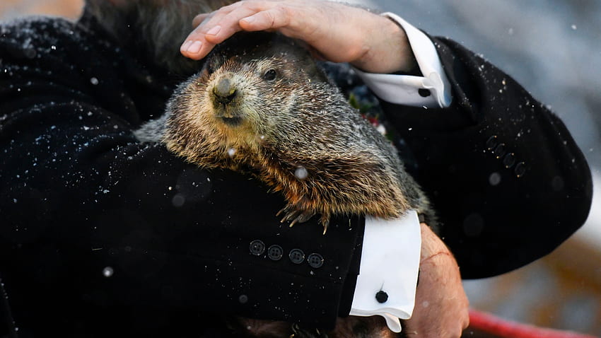 It's Punxsutawney Phil's Annual Forecast! Early Spring or 6 More Weeks of Winter?, Happy Groundhog Day HD wallpaper