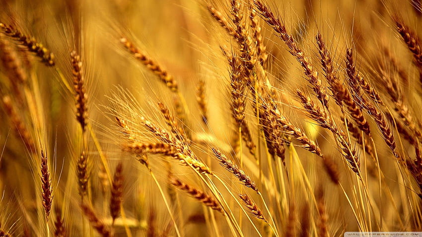 Поле пшеница HD тапет