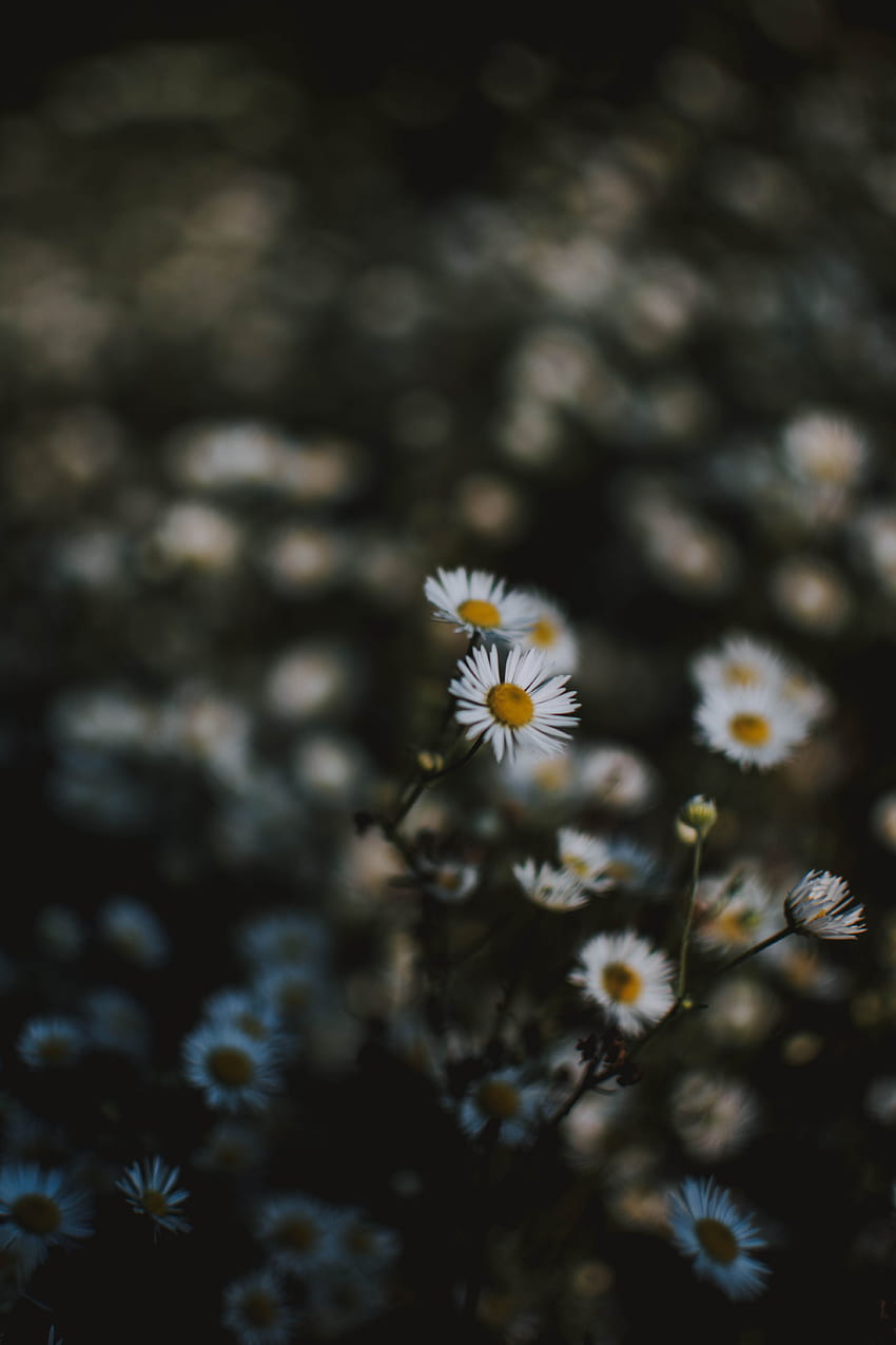 Những hình ảnh được chụp với kỹ thuật selective focus của hoa cúc trắng sẽ đem lại cho bạn cảm giác tưng bừng, yêu đời và nét đẹp đơn giản mà khó có thể nhận thấy ở bất kỳ đâu khác. Hãy tải về ngay những hình nền HD này để cảm nhận nhé!