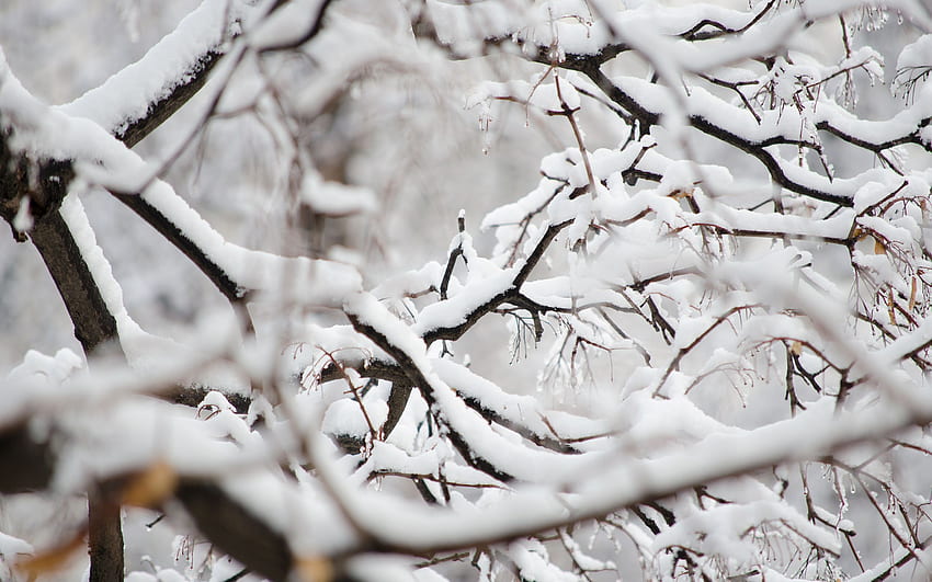 Snowy Branches . Snowy HD wallpaper