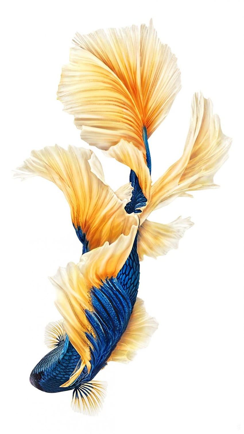 iOS, Ipod, IPad, IPhone, Siamese fighting fish, Fish / and Mobile Background HD phone wallpaper