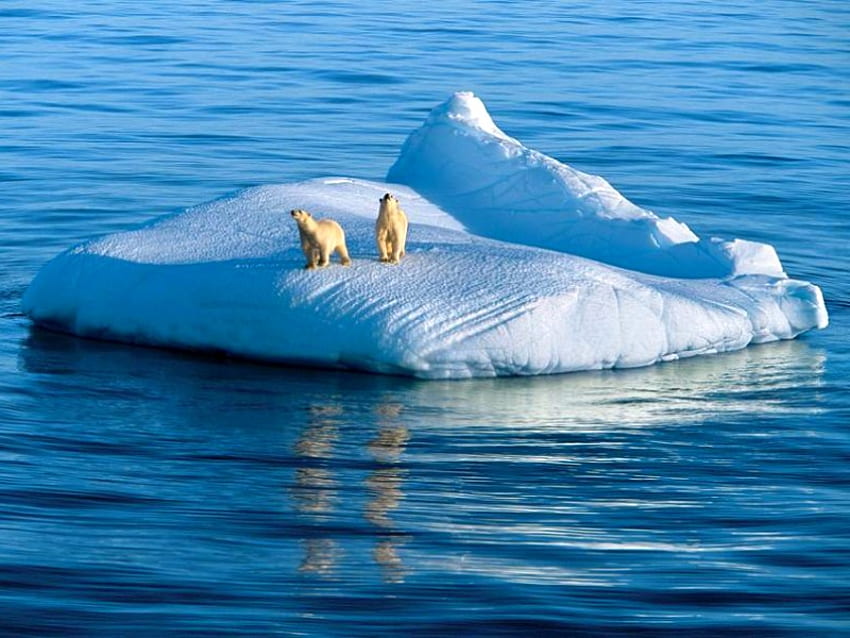 On Iceberg, cool, polar bears HD wallpaper
