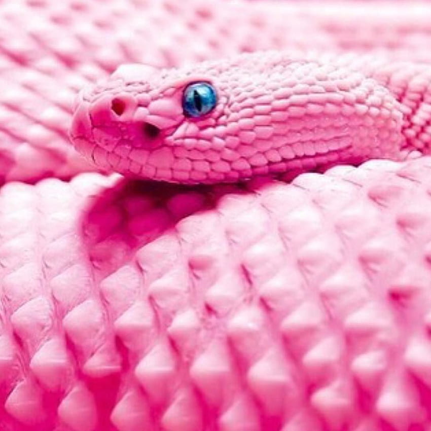 SNAPCHAT PLASTIK MAGAZINE, Pink Snake HD phone wallpaper