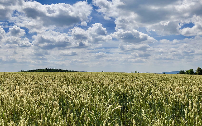 Cornfield, field, landscape, clouds, barley HD wallpaper