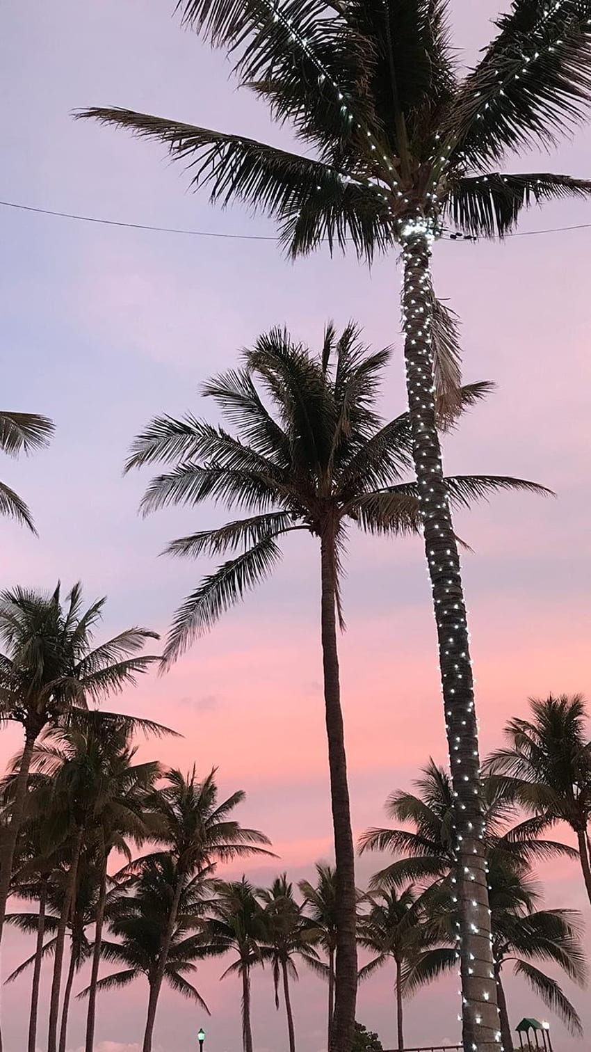  Palm Tree With Sky Wallpaper Background HD Donwload  MyGodImages