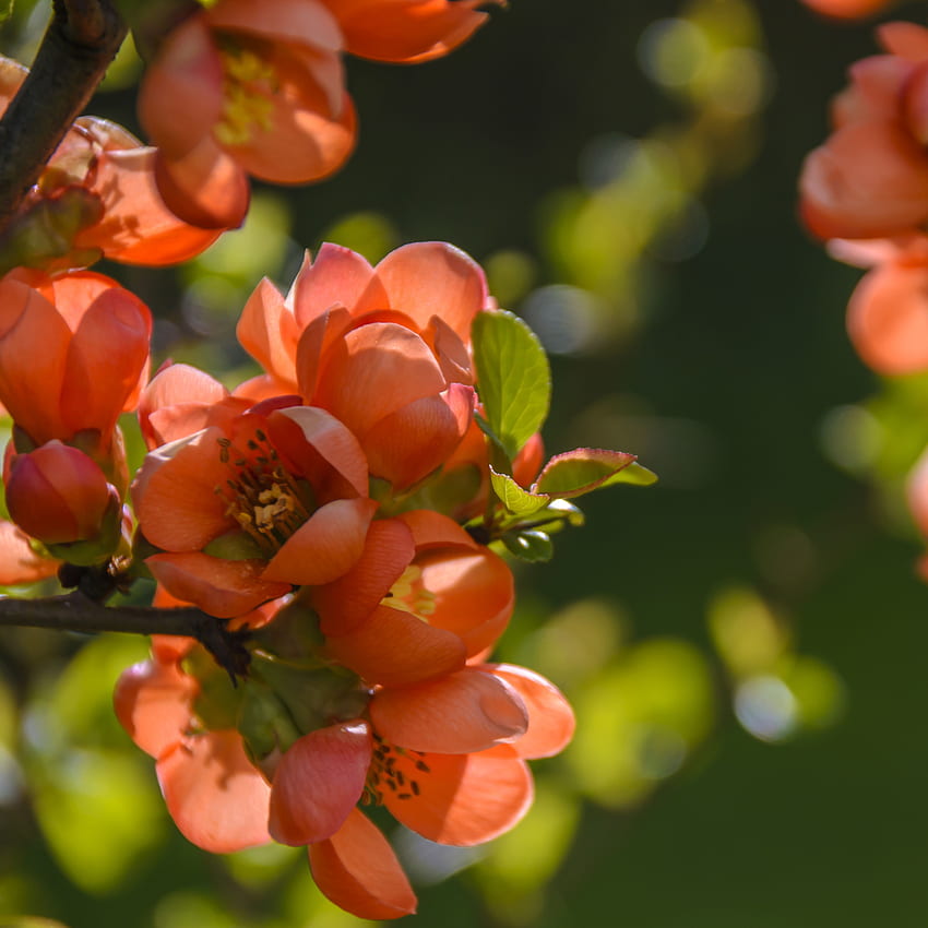 Spring Flower Tree Orange Nature HD phone wallpaper