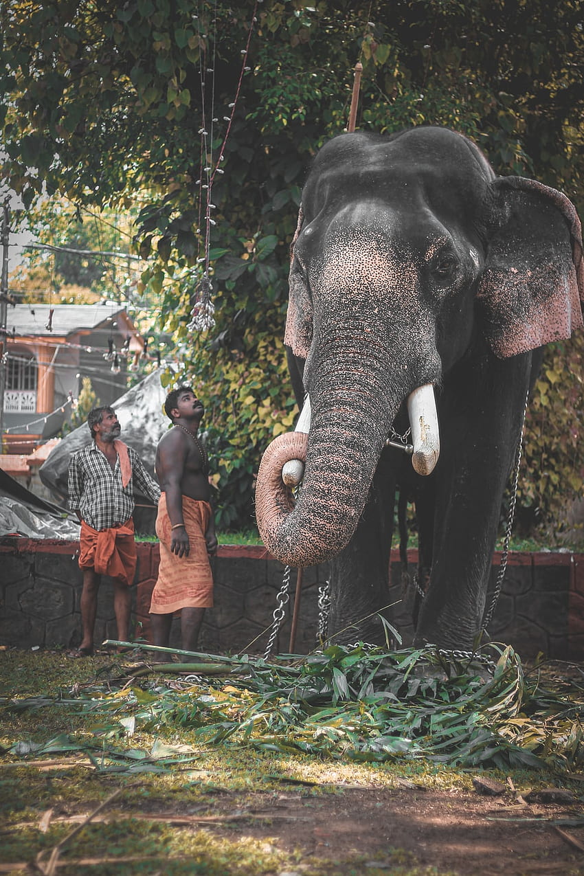 Kerala Elephant HD phone wallpaper