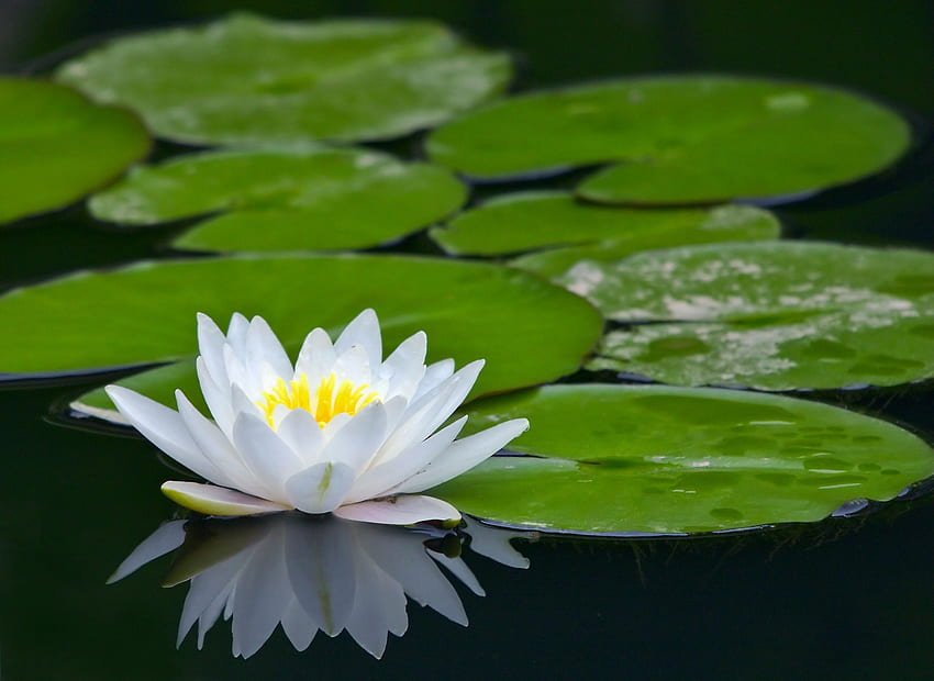 Lily Pad [] for your HD wallpaper