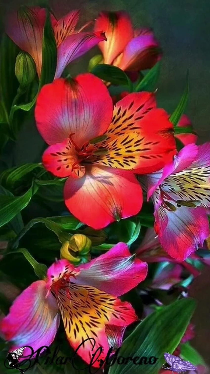 Beautiful Flowers, Adorable Flowers, Flowers HD phone wallpaper