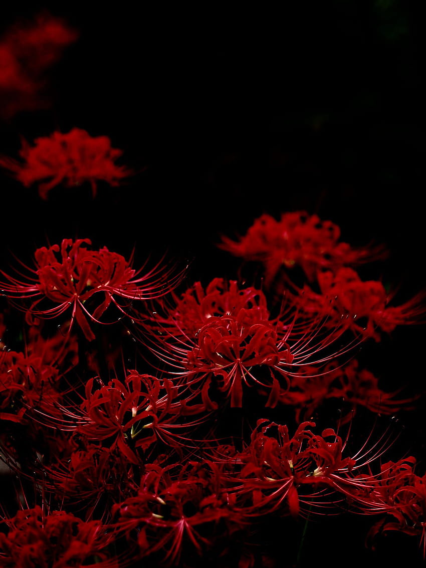 Аниме Red Spider Lily, Lycoris Radiata HD тапет за телефон