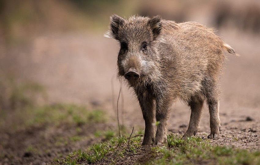 look, face, nature, background, baby, pig, boar, hog, Hog Rider HD wallpaper