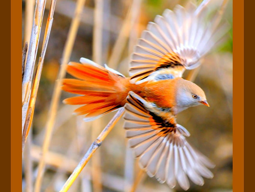 Latający ptak, piękny Tapeta HD