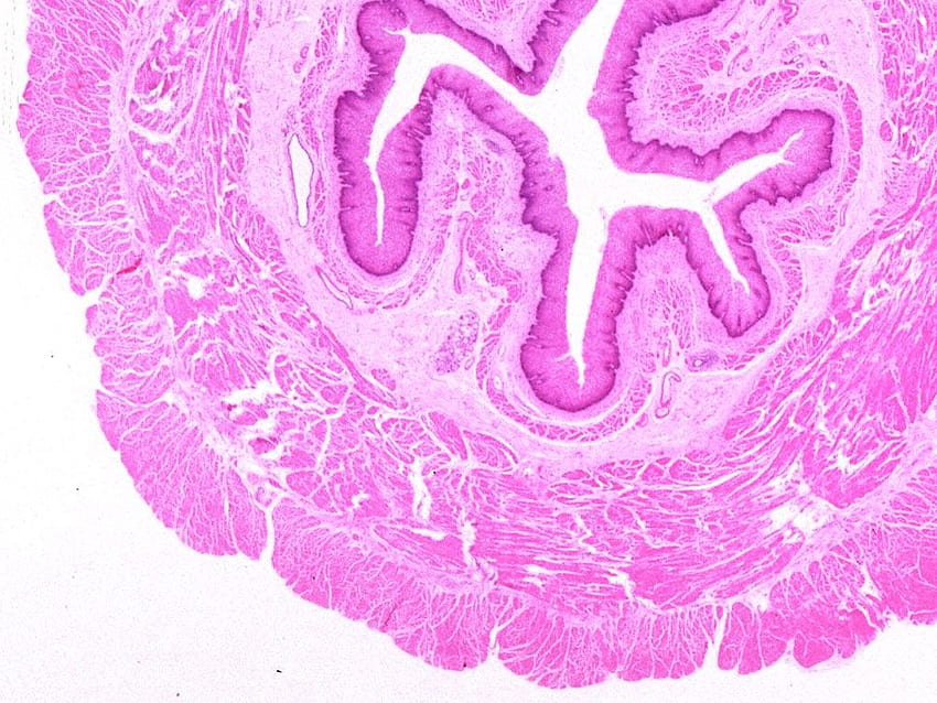 Esophagus) the Histology Yale webpage is SO USEFUL! slide to familiarise urself with the . Tissue types, Histology slides, Bio art HD wallpaper