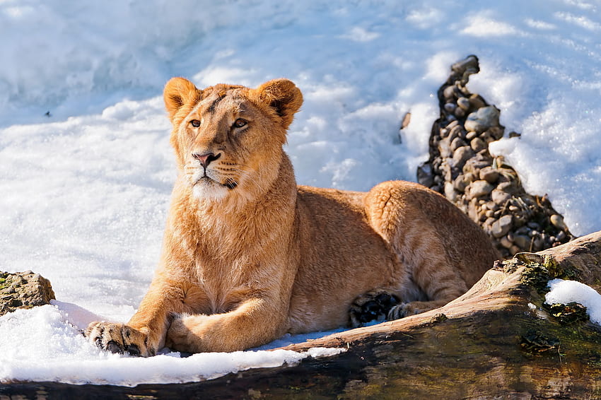 สัตว์, หิมะ, นอนลง, โกหก, สิงโต, สิงโตตัวเมีย วอลล์เปเปอร์ HD
