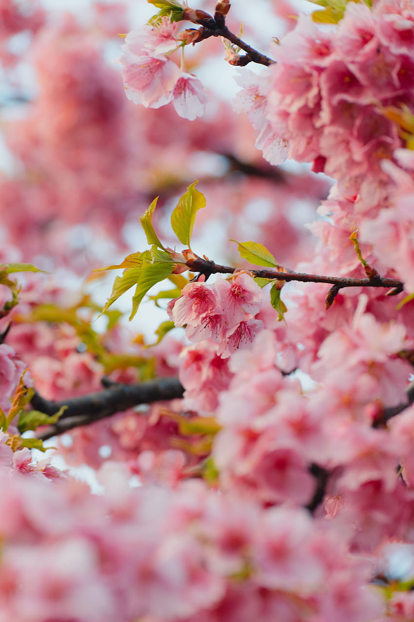 Flowers, Leaves, Pink, Sakura, Branches HD phone wallpaper