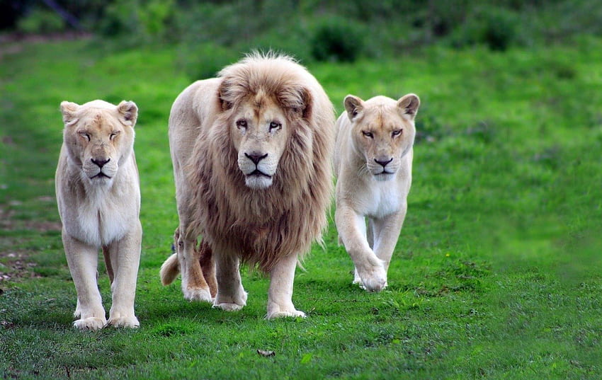 Lion, animal, jungle, roar HD wallpaper